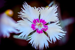 Goździk montpeliański - Dianthus monspessulans