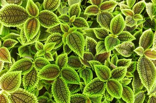 Pilea involucrata. Kwiat przyjaźni, który pięknie wygląda w każdym wnętrzu