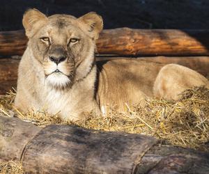 Tak ma wyglądać nowa lwiarnia w ZOO Wrocław! Sprowadzona zostanie tam lwia rodzina