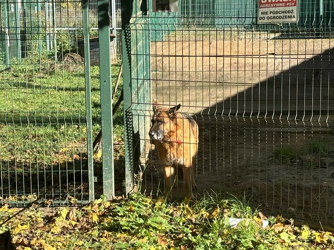 Przygotowania do nadchodzącej zimy. Odwiedziliśmy olsztyńskie Schronisko dla zwierząt [ZDJĘCIA]