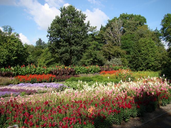 Ogród botaniczny w Zabrzu pięknieje w maju