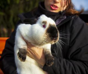 Chorzowski skansen ma nowych mieszkańców. To cztery słodkie króliki