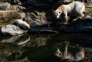 Kazirodztwo w berlińskim zoo. Mama i tata niedźwiedzicy Herty to rodzeństwo