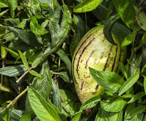 Pepino (psianka melonowa) - uprawa, pielęgnacja, zastosowanie