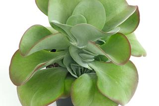 Kalanchoe wiechowate