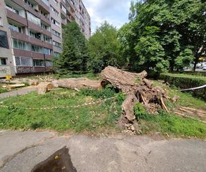 Wielkie drzewo runęło im na blok. „Widziałam, jak na mnie leci!”