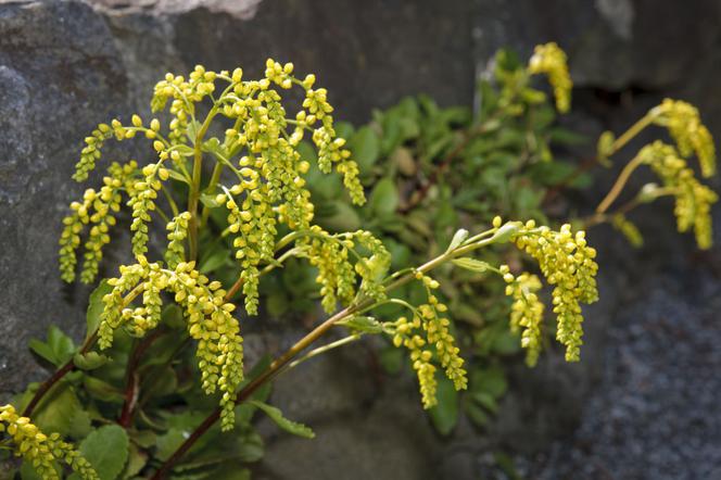 Chiastofil naprzeciwlistny - Chiastophyllum oppositifolium