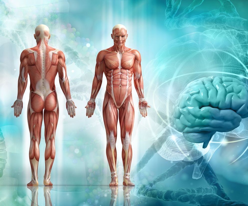 Anatomia człowieka tylko z pozoru jest nauką, która z biegiem lat się nie zmienia.