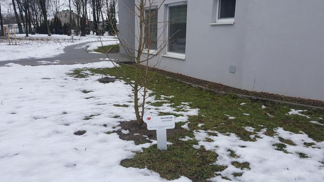 Drzewa dla sosnowieckiego hospicjum