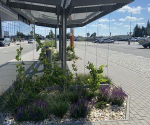 Tak wygladają ogrody deszczowe na parkingu przed terminalami Katowice Airport