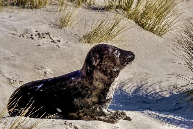 Ujście Wisły i Mewia Łacha - puste plaże i foki. Co tu zwiedzić? Jak zobaczyć foki? Wędrowne Motyle podpowiadają