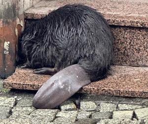 Bóbr w centrum Wrocławia. Był zdrowy, ale przestraszony