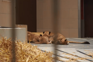 Mama i nowe lwiątka w gdańskim zoo.