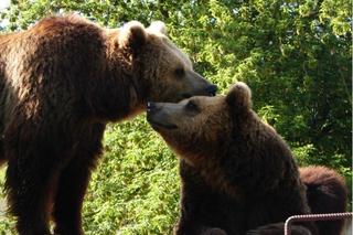 Jak zamojskie zoo radzi sobie z upałami? Czy niedźwiedzie mają z nimi problem?