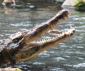 Orientarium Zoo Łódź. Pierwsze karmienie Krakena w historii ogrodu. To największy krokodyl w Europie [ZDJĘCIA].