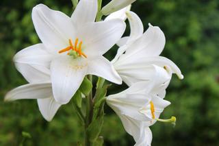 Lilia św. Józefa - lilia biała