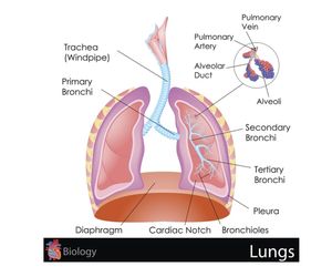 Płuca - budowa, funkcje, choroby