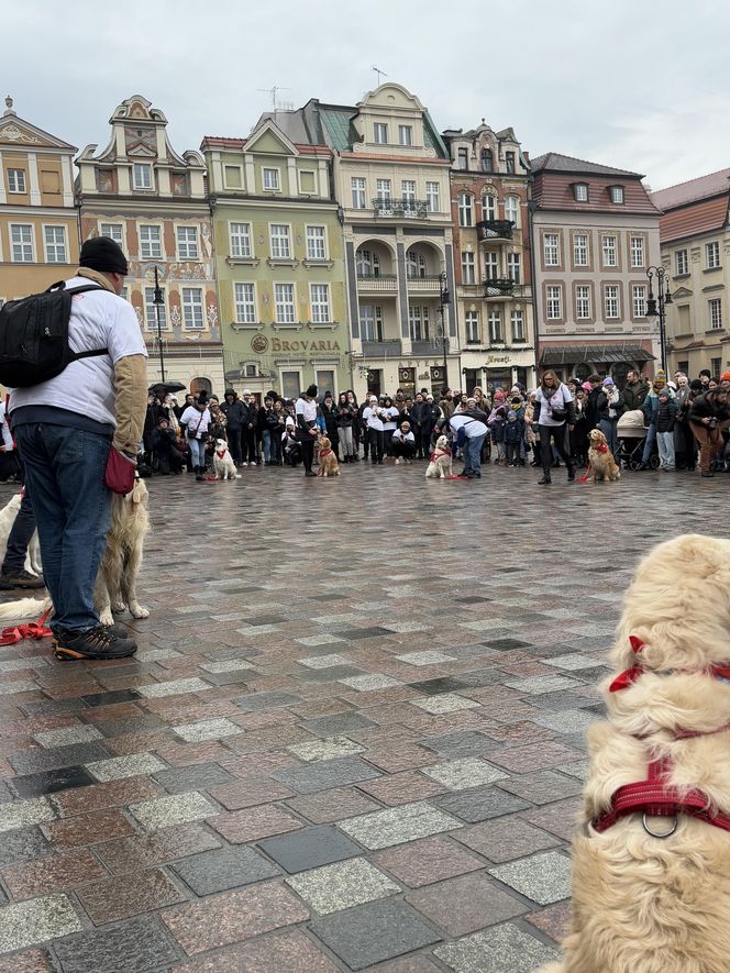 Golden Retriever WOŚP w Poznaniu