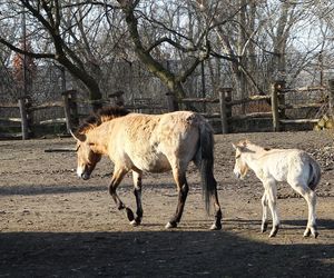  Warszawskie zoo ma nowego mieszkańca. To trzecie dziecko Primy i Larsa