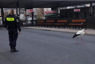 Poznań: Chodził bez maseczki między autobusami! Zareagowała Straż Miejska