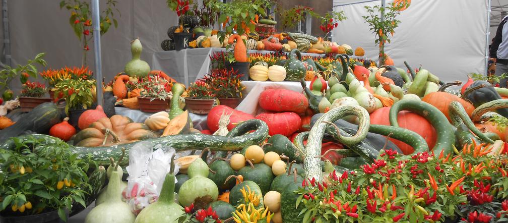 Żółte, pomarańczowe i zielone - za nami V festiwal Zaklęte w dyni.