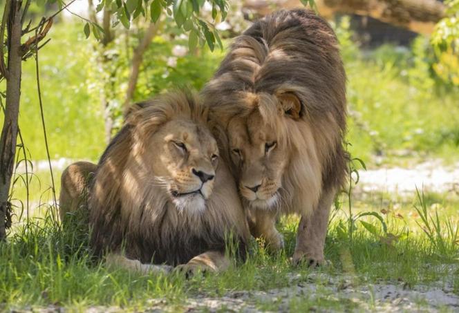  Opole: Upały męczą nie tylko nas! Tak radzą sobie zwierzęta w zoo