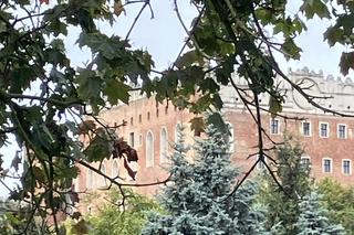 Zamek w Golubiu-Dobrzyniu