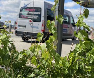 Tak wygladają ogrody deszczowe na parkingu przed terminalami Katowice Airport