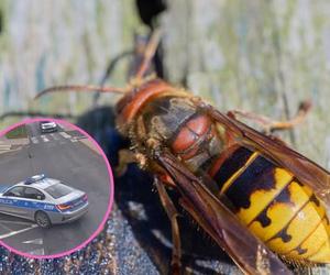 1,5 rocznego chłopca użądlił szerszeń. Pod eskortą policji trafił do szpitala