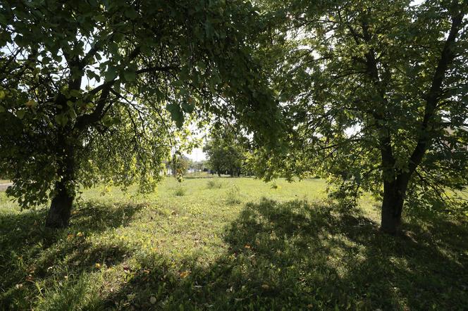 Na Retkini będzie zielono. Trwają pracę nad dużym skwerem