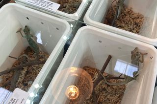 Zooegotyka w Zielonej Górze. Do hali CRS przybyły tłumy