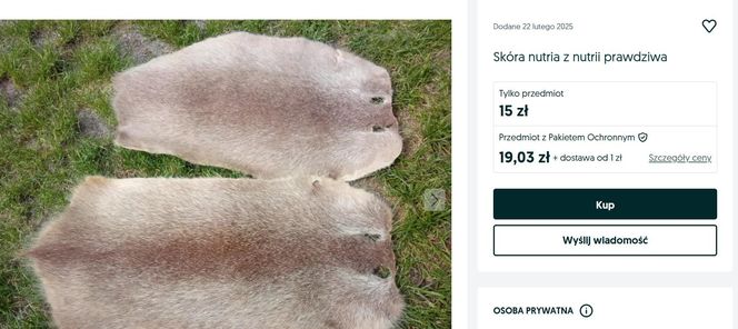 Mięso i skóra z nutrii na portalach sprzedażowych? Fundacja Pet Patrol grzmi: "każde ogłoszenie jest nielegalne!"