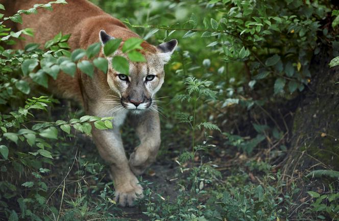 Czeska puma idzie nad morze