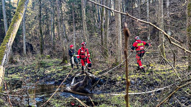 Łoś utkwił w bagnie po uszy! Z pomocą ruszyli strażacy