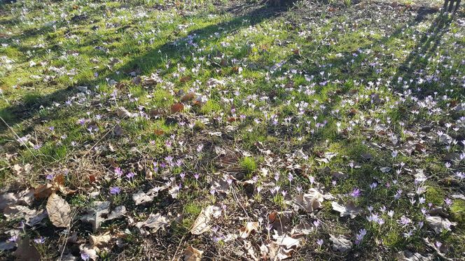 Czy  wiosna ostatecznie pokonała zimę? Pytamy Jarosława Mikietyńskiego z Ogrodu Botanicznego Instytutu Hodowli i Aklimatyzacji Roślin w Bydgoszczy