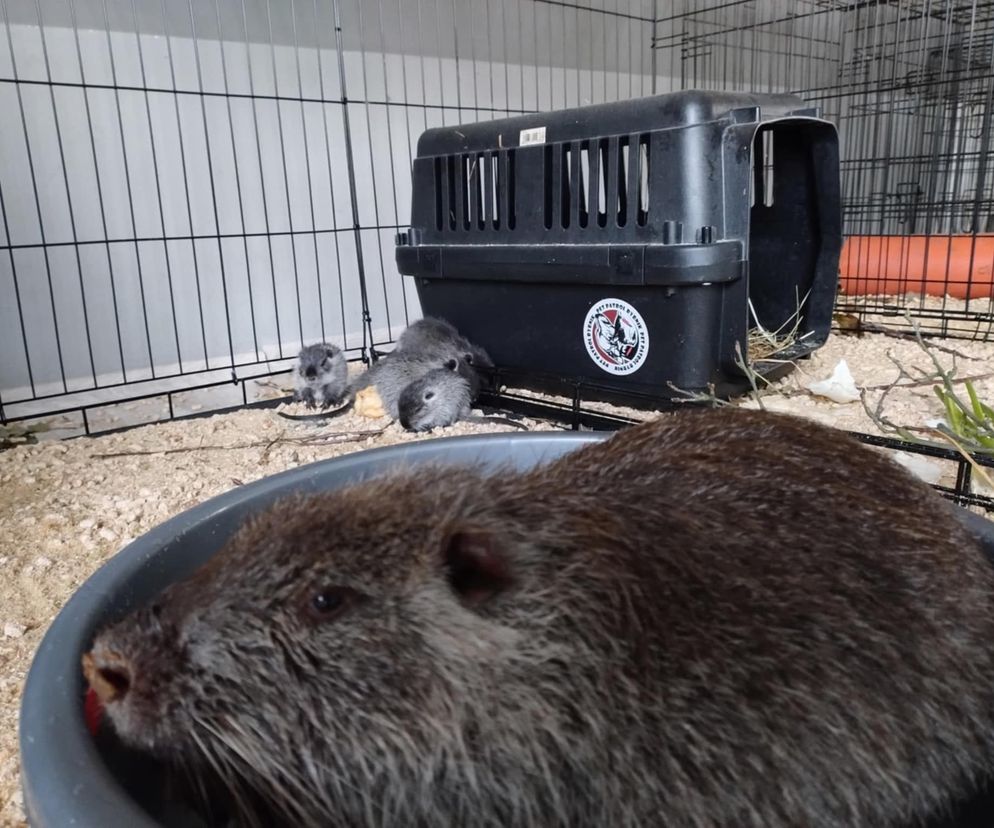 Rybnickie nutrie oczekują na skończenie azylu. Jak się czują?