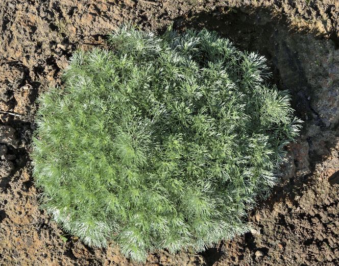 Bylica Schmidta 'Nana'