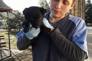 To nie miś, to piesek