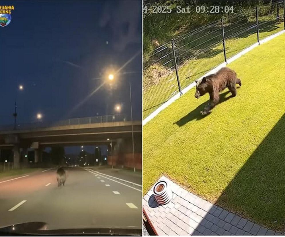 Niedźwiedź w Wilnie