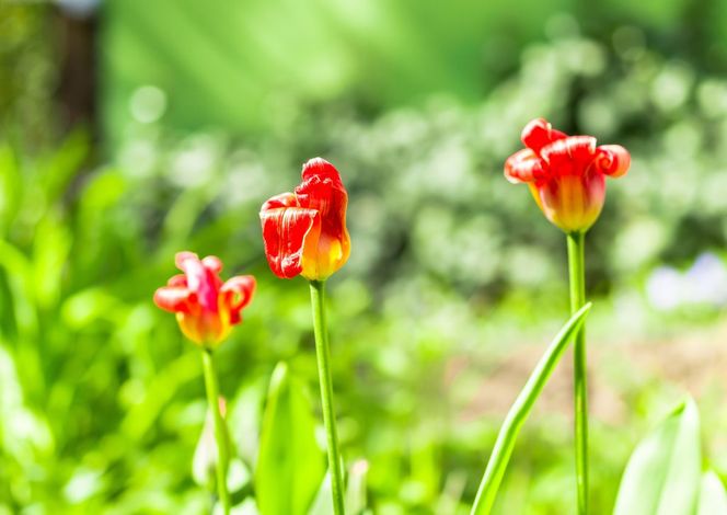 tulipan