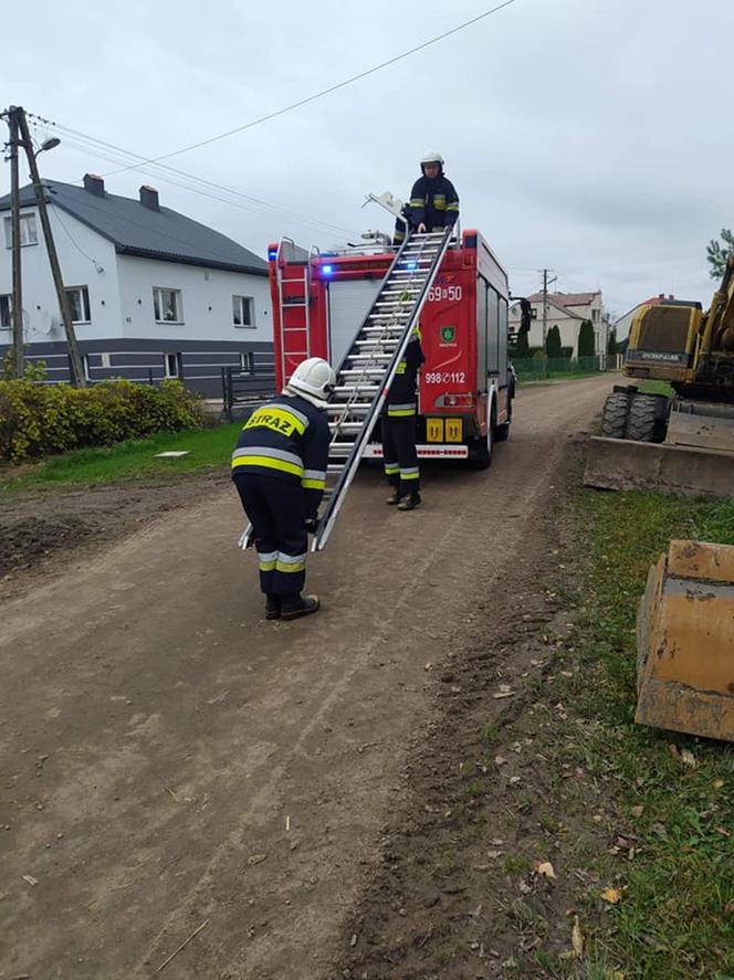 Czarny kot ugrzązł na drzewie w piątek 13