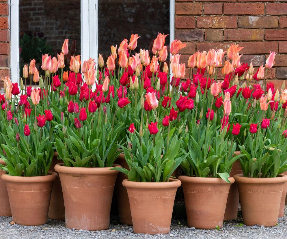 Tulipany w donicach