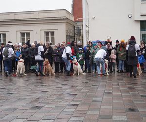 Golden Retriever WOŚP w Poznaniu