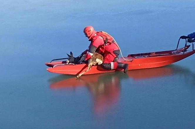 Na ratunek sarence! Strażacy uratowali sarnę, która utknęła na zamarzniętym jeziorze