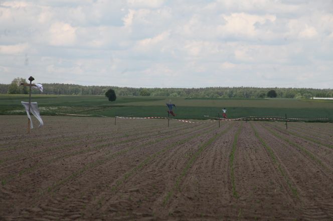 Żurawie zjadły mi kukurydzę