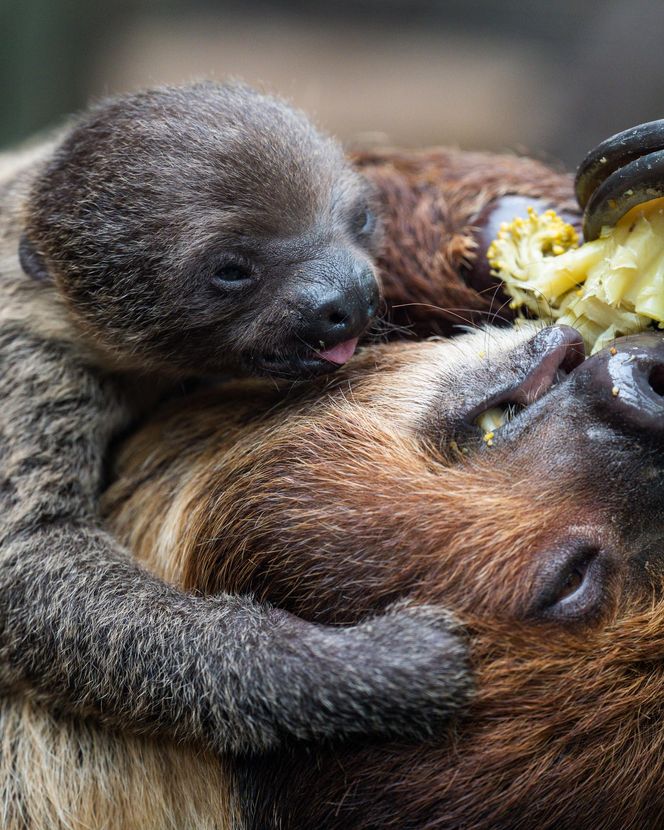 W łódzkim zoo przyszedł na świat leniwiec