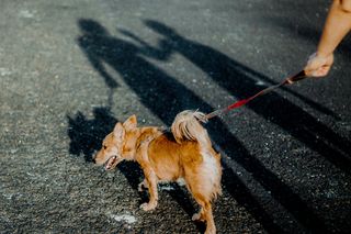 Kolejne zwierzę straciło życie przez rozrzucone trutki na szczury. To ogromne zagrożenie dla psów, ale i dzieci!