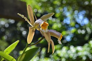 Dendrobium - czy zabrać storczyka z balkonu? [Porada eksperta]