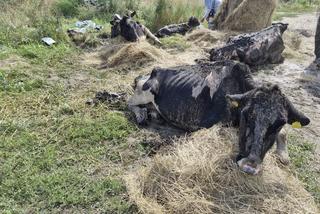 Koszmar zwierząt na Mazurach. Krowy tarzały się w błocie, wiele z nich umierało w męczarniach