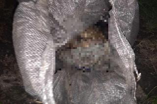 Skatowali psa i zakopali go w parku. Para oprawców z Dolnego Śląska zatrzymana 